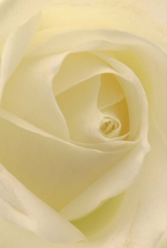 Gazing at this elegantly crafted white rose evokes the sophisticated tranquility often felt in Croydon's suburban parks during dawn. The bloom's petals swirl in a radiant blend of cream and pearl, layering harmoniously in a spiral that seems illuminated from within. Each tier is smooth, almost creamy to the eye, softly interrupted by delicate shadows that lend the rose both depth and resilience. As a florist grounded in the community, I see this as the kind of rose chosen for deeply meaningful occasions-profound apologies, heartfelt declarations, or the quiet splendour of a wedding bouquet at a local Croydon venue. The near-perfection of its form, from the faultless spiral at its heart to the delicate outer whorls, speaks of both natural wisdom and patient hands meticulously at work. Its understated fragrance appears almost tangible, clean and pure-reflecting the gentility and sincerity behind every Croydon Florist composition hand-delivered across our neighbourhoods.
